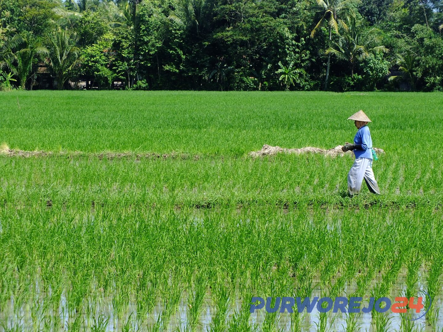 Pemkab Purworejo Targetkan Panen Ratusan Ribu Ton Gabah dalam panen ke 2 Tahun 2019