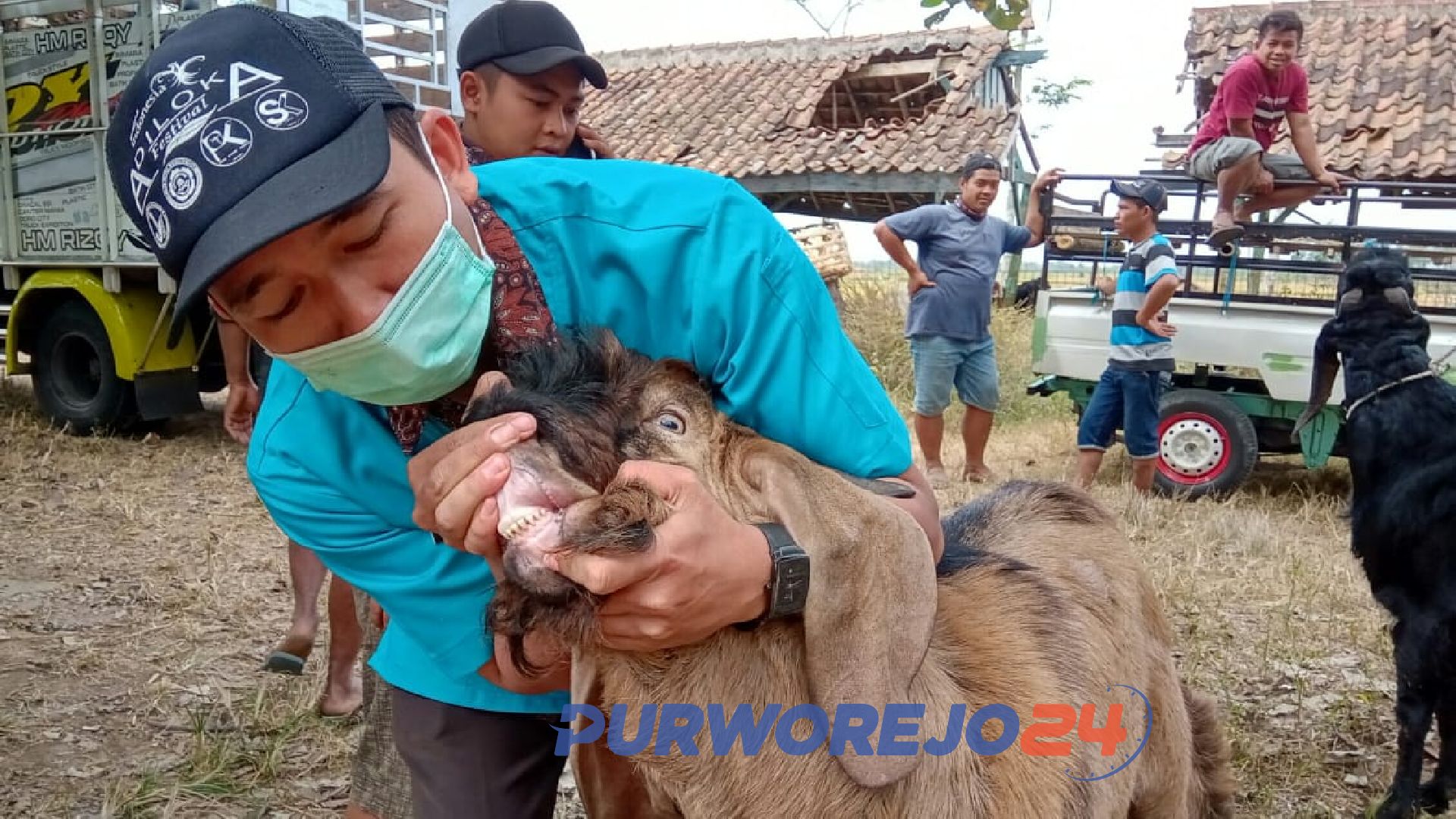 Pemeriksan hewan kurban di pasar hewan Batoh, Kecamatan Bayan Kamis (8/8/2019).
