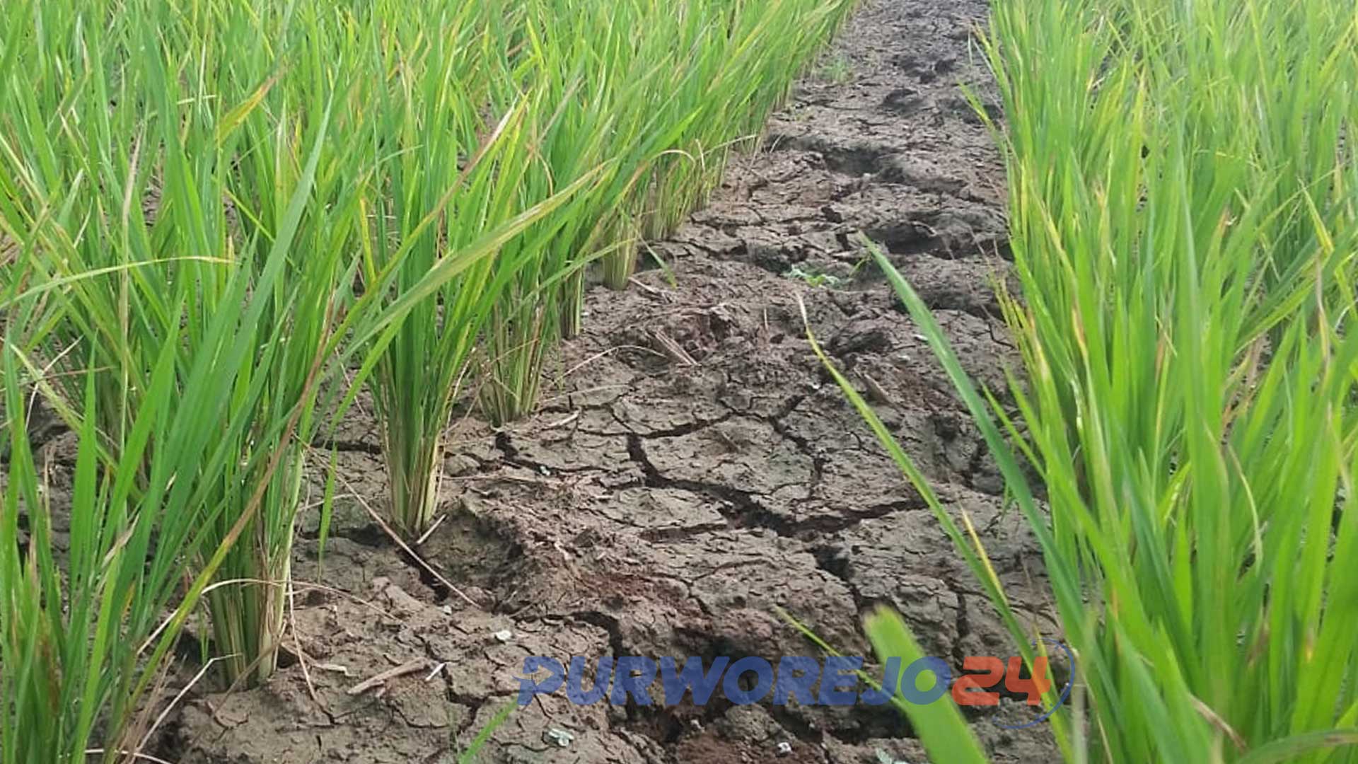 Ratusan hektare sawah di Purworejo alami kesulitan air.