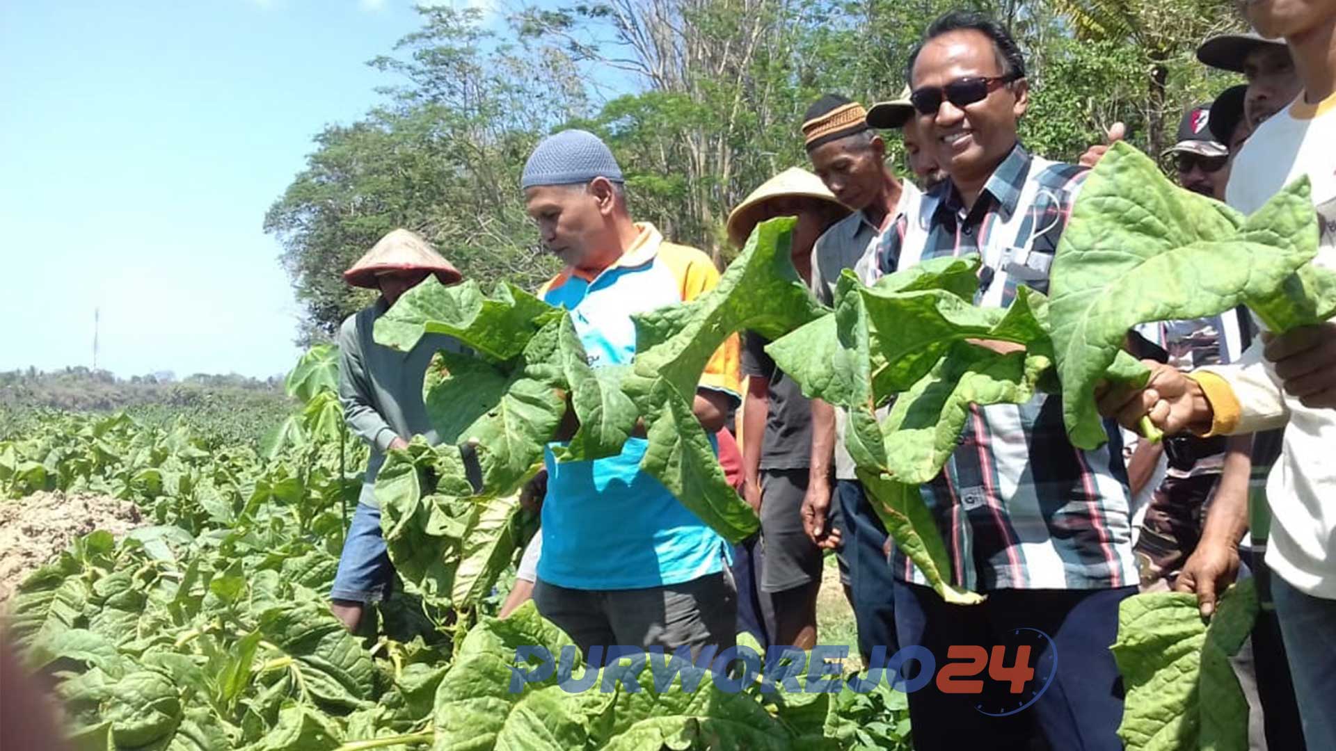 Berkah Kemarau Panjang, Warga Ketangi Panen Raya Tembakau
