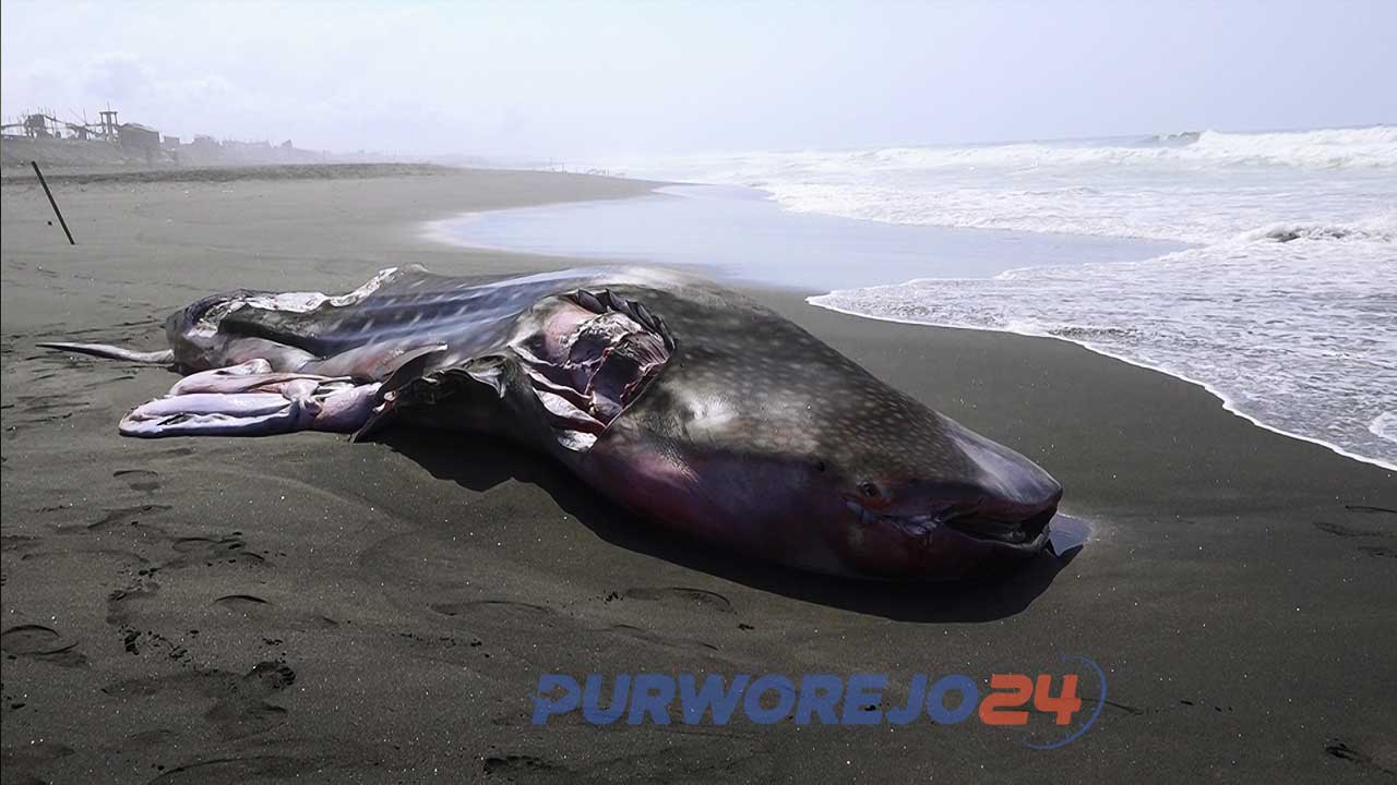 Ikan terdampar d Pantai iKertojayan.