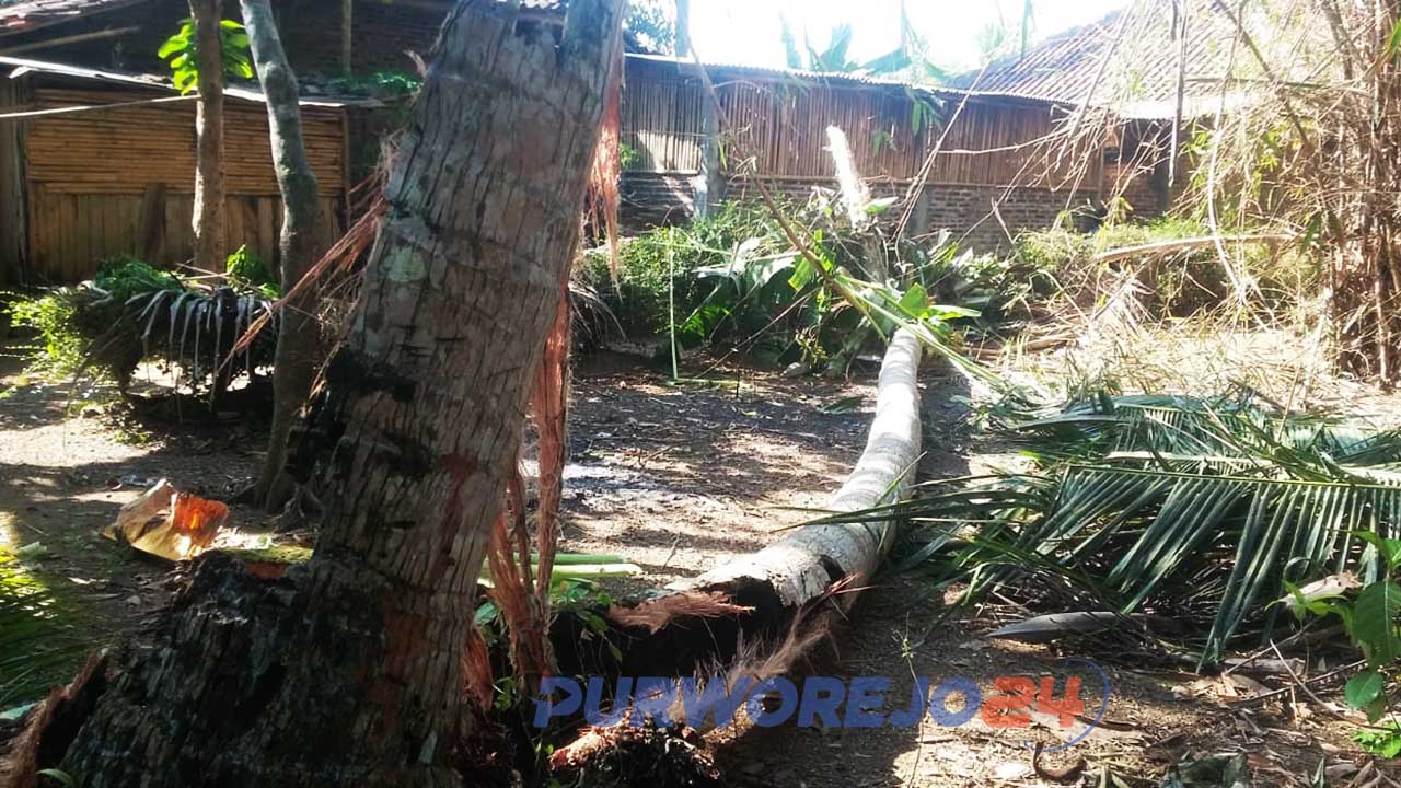 Pohon kelapa tumbang akibat angin kencang.