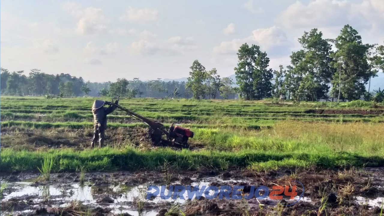 Petani di Desa Kaligesing, Kecamatan Kutoarjo sedang membajak sawah pada MT 1