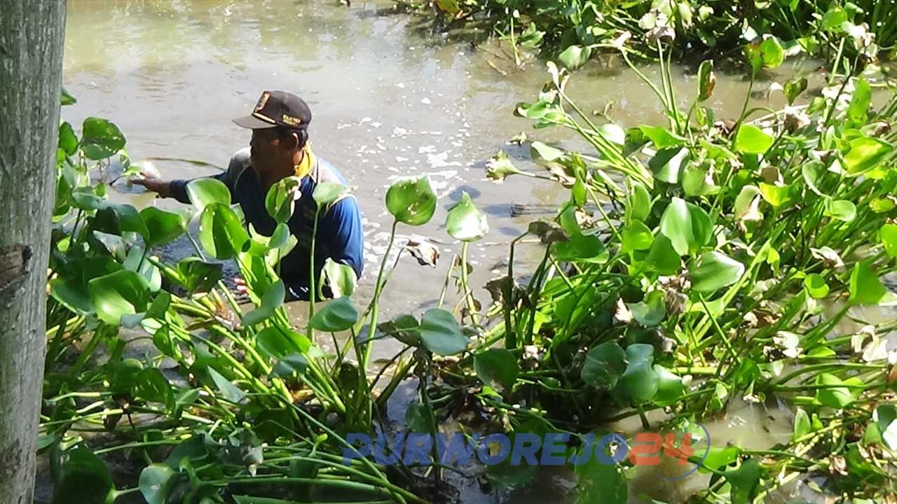 Warga Bersihkan Enceng Gondok di Irigasi Kolektor Butuh