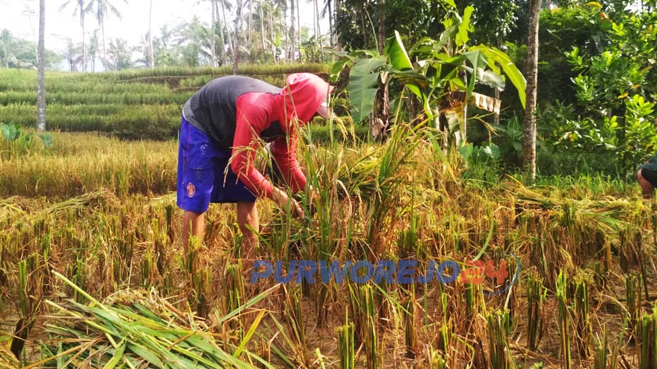 Panen padi di Purworejo