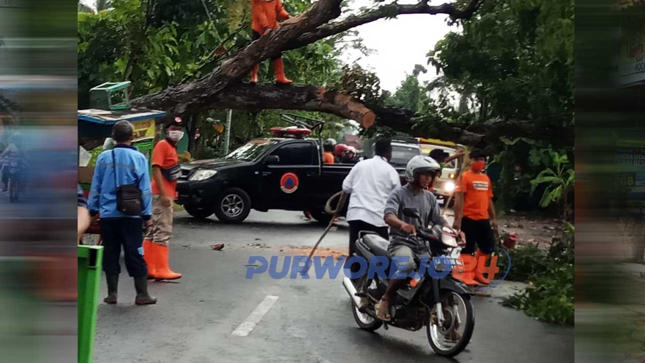 Pohon tumbang di Jalan KH. Zarkasyi, Lugosobo, Kecamtan Gebang Purworejo