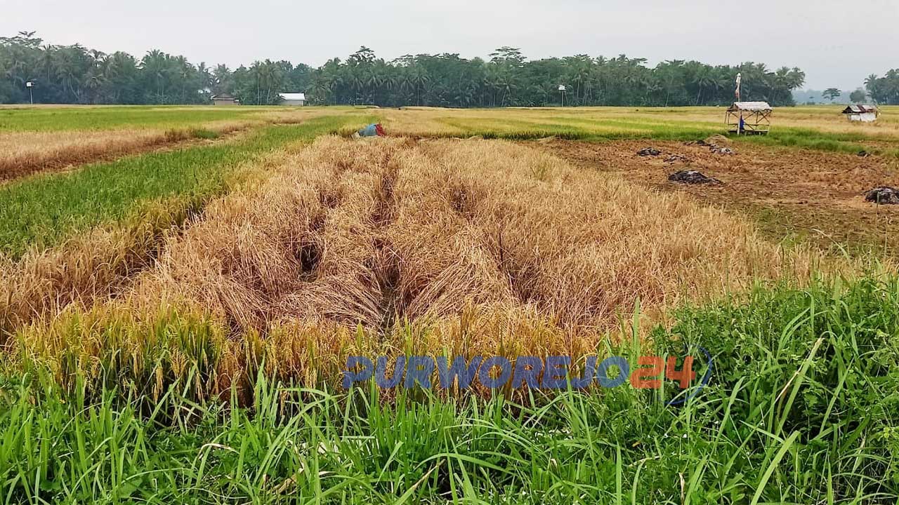 Puluhan hektare sawaj di Pituruh mengalami gagal panen akibat serangan hama
