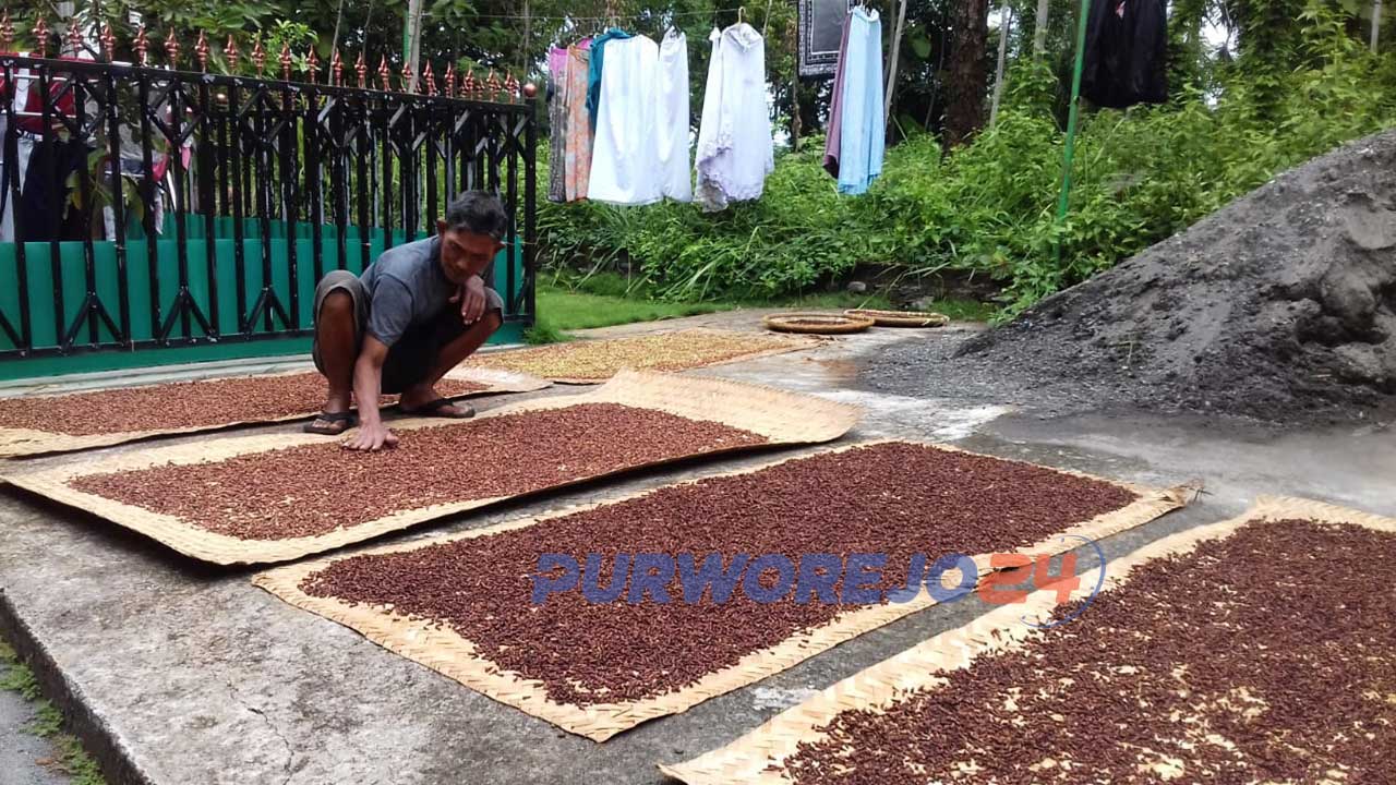 Petani menjemur cengkih di halaman rumah