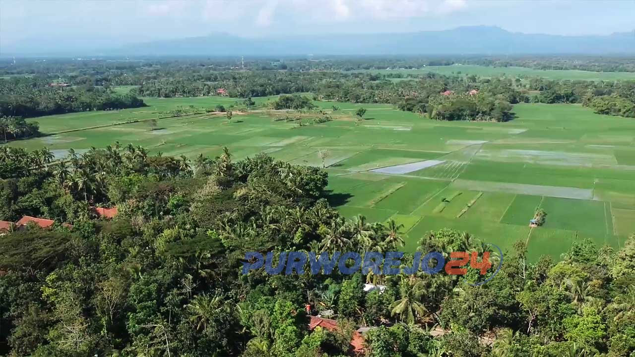 Persawahan di desa Krandegan yang kini setahun bisa panen tiga kali setelah ada inovasi pengairan.