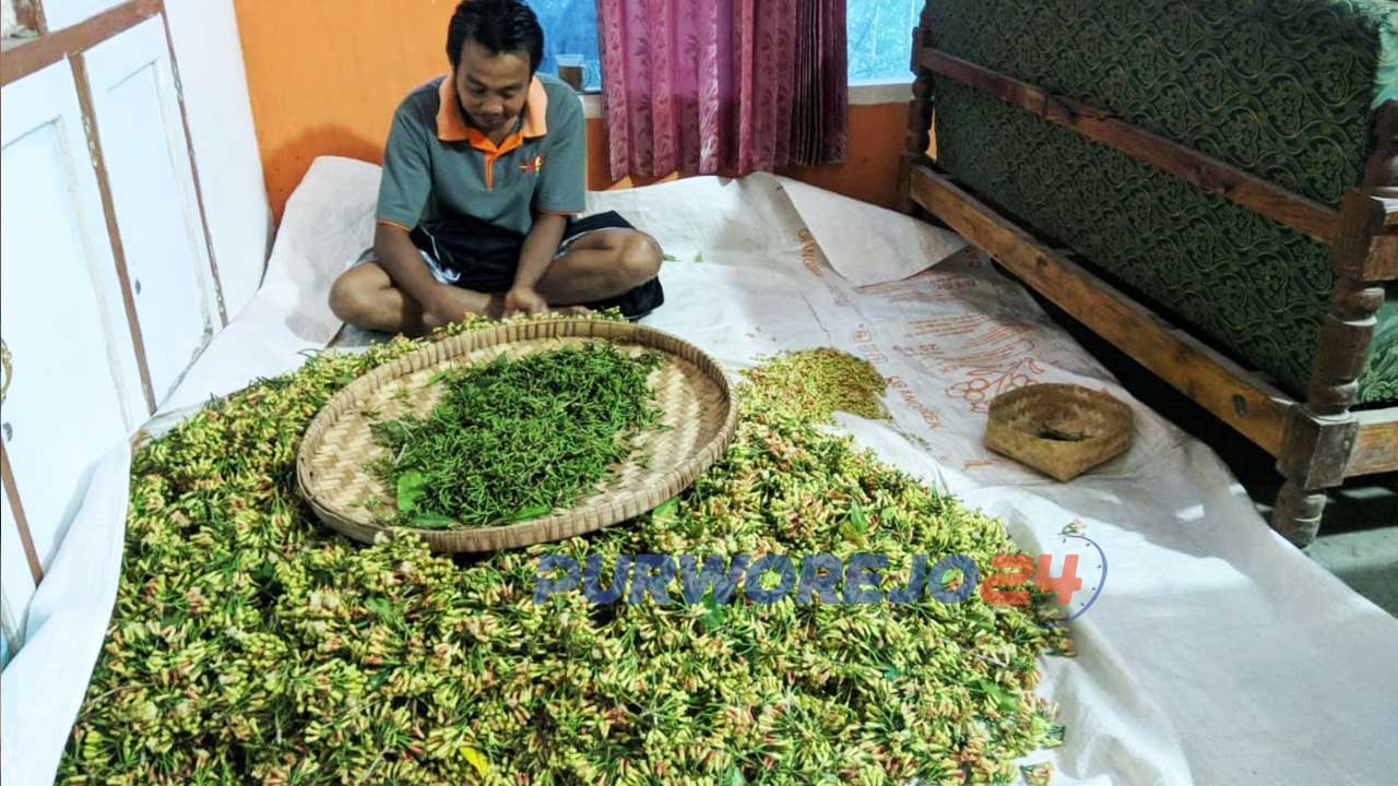 Seorang petani cengkih sedang memilah hasil panen.