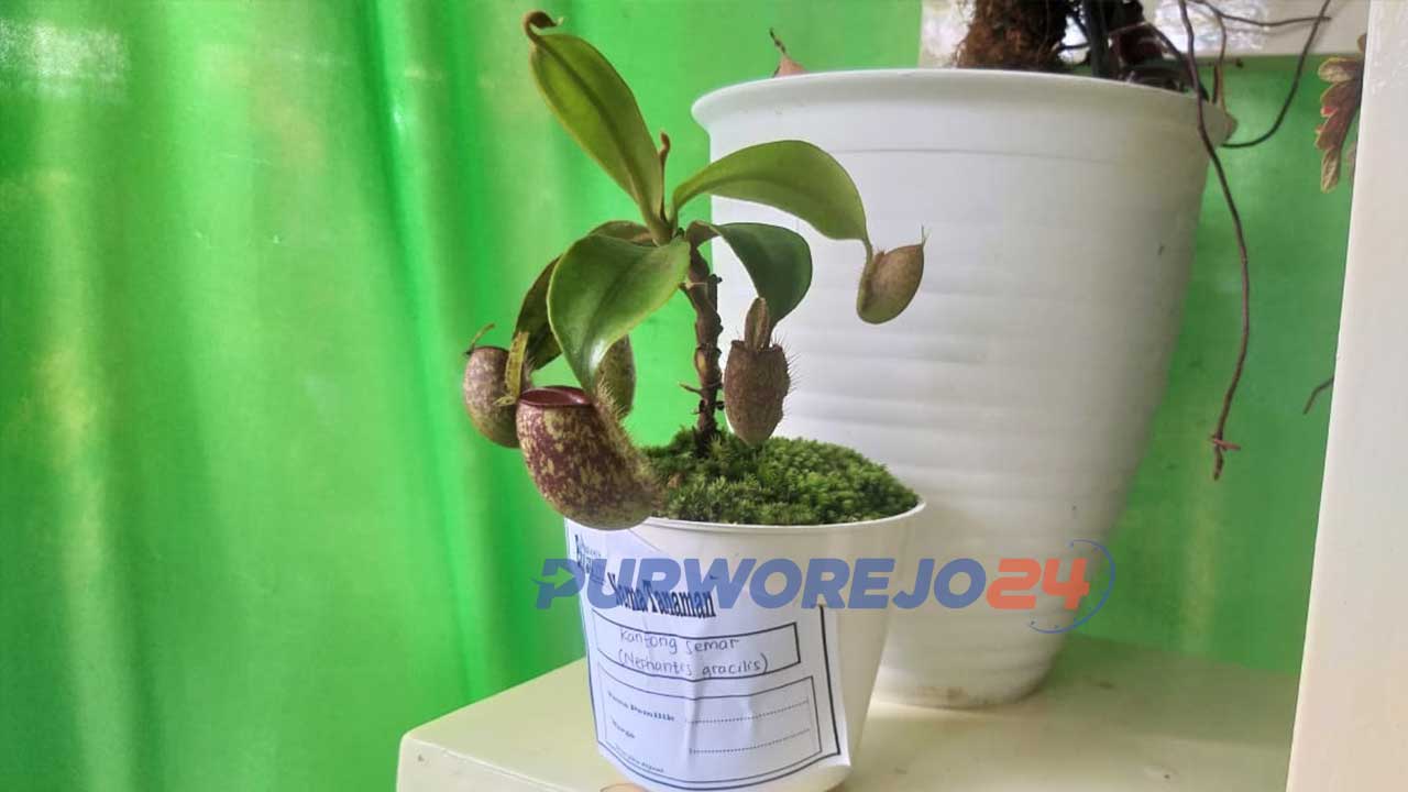 Tanaman Kantong Semar yang menjadi favorit pada Bazar dan Pameran Eksplora 2020