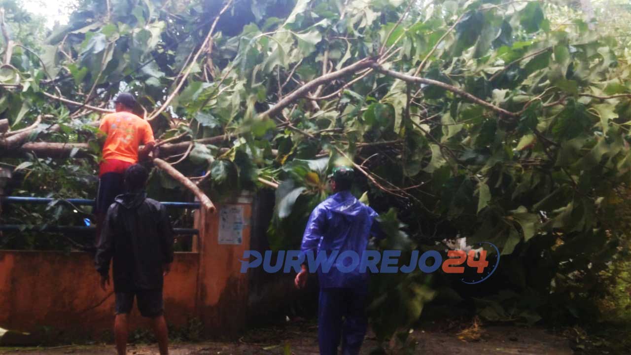 Sejumlah pohon tumbang akibat angin kencang, Rabu (27/1/2021)
