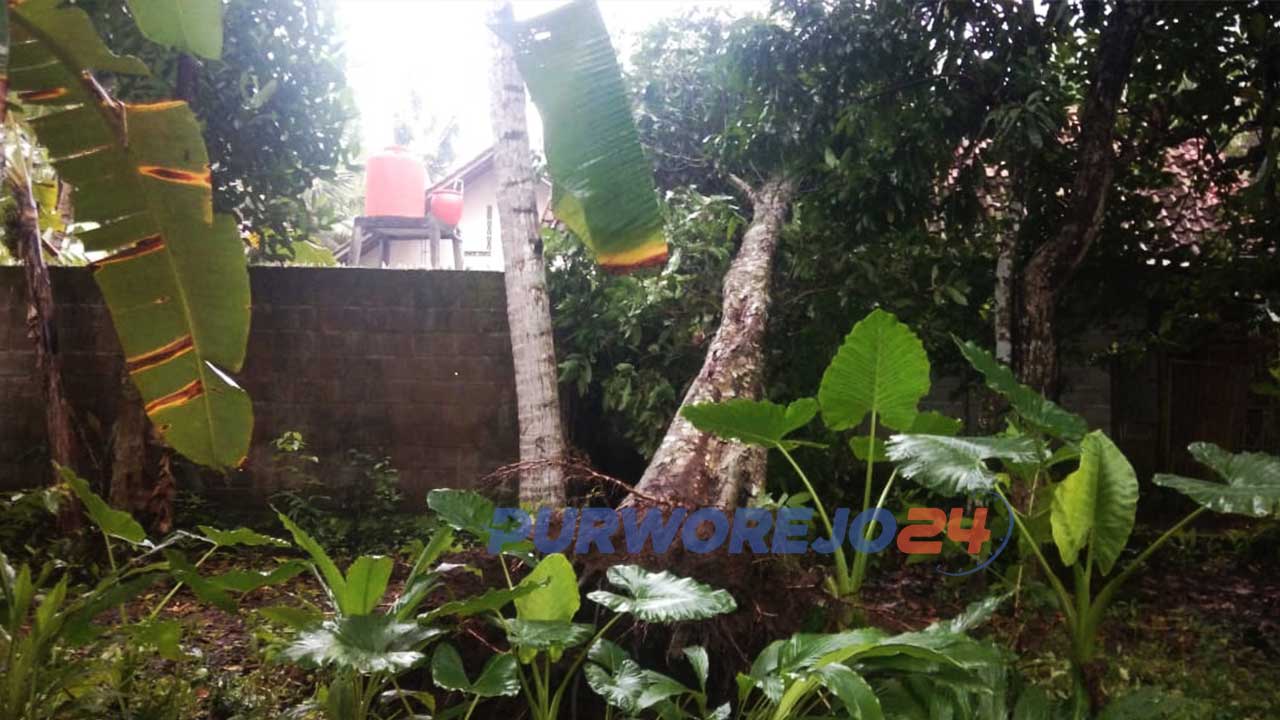 Puluhan pohon tumbang akibatkan belasan rumah di kabupaten Purworejo rusak.