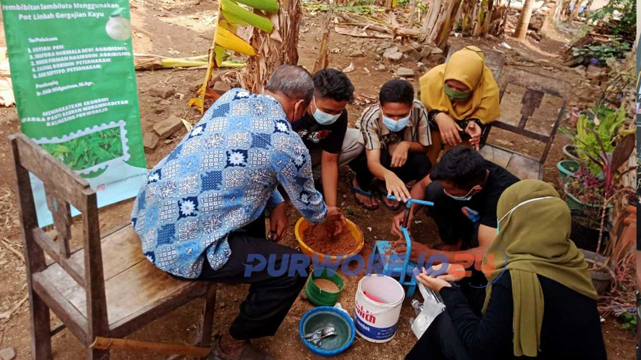 Pembibitan Sambiloto Menggunakan Pot Limbah Gergajian Kayu oleh Tim Program Kreativitas Mahasiswa PM Universitas Muhammadiyah Purworejo