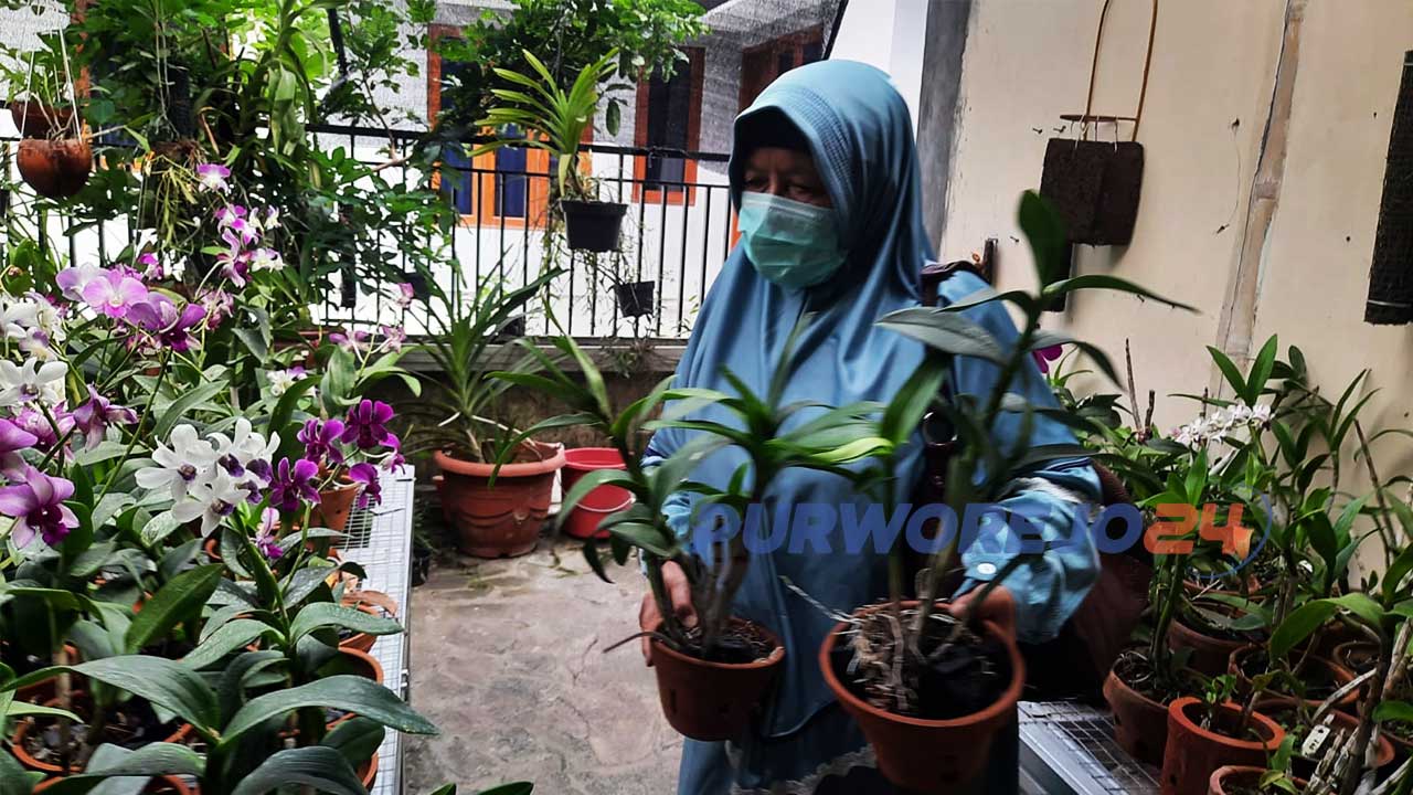 Seorang Pembeli di kebun Anggrek milik Marcel di Jalan Kartini Gg. Durian Sindurjan Kabupaten Purworejo