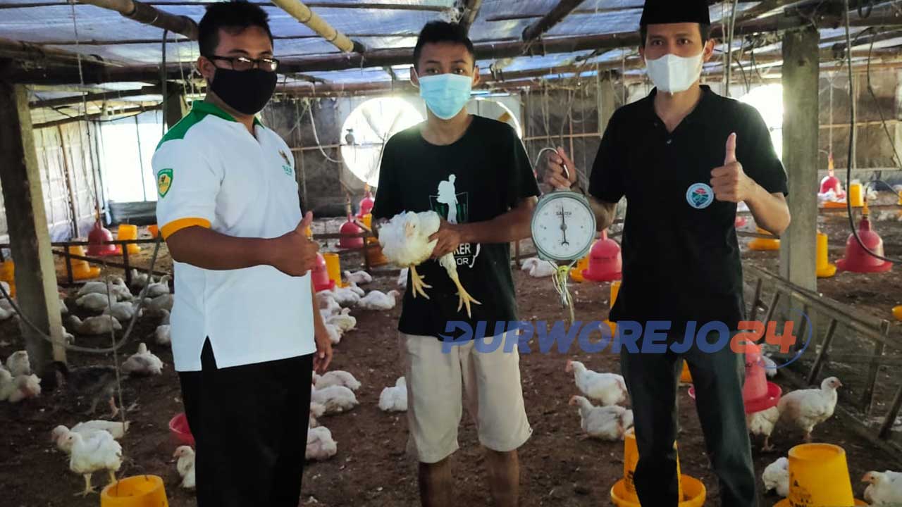 Panen Perdana peternak ayam hasil bantuan dari Balai Ternak Unggas Baznas RI di Desa Ngadirejo, Kaligesing, Purworejo