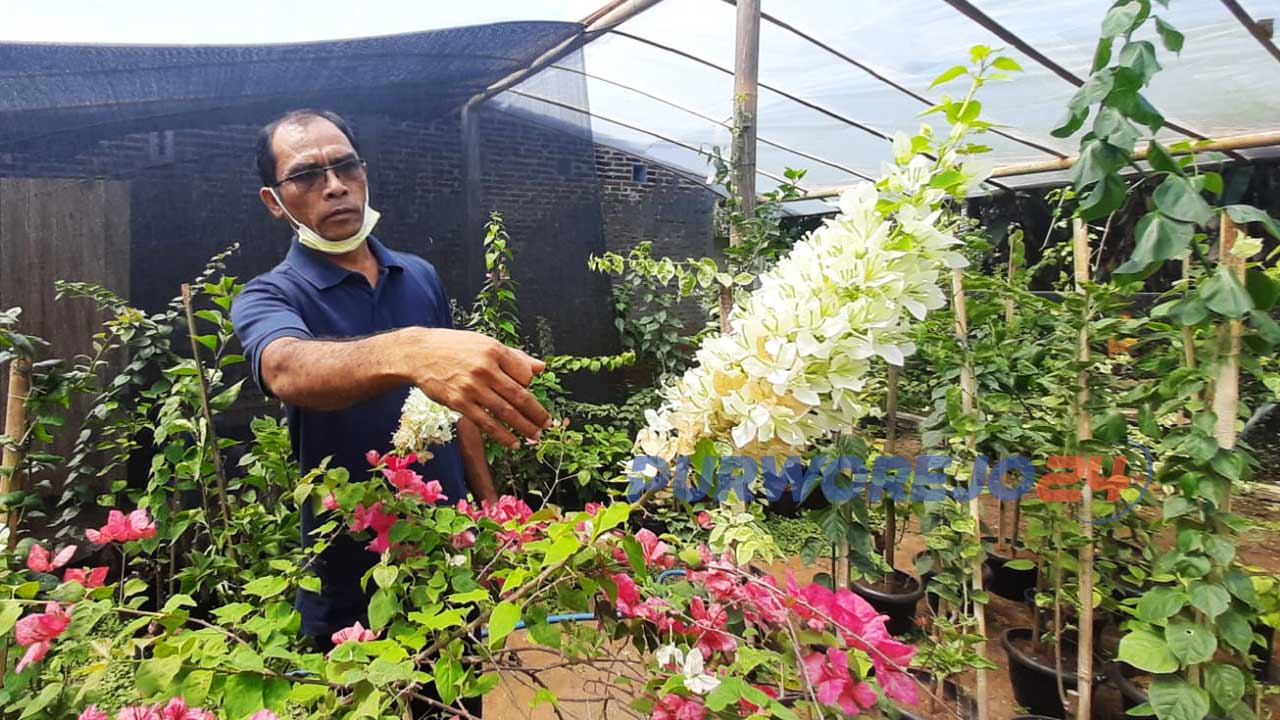 Daniel menunjukkan koleksi bunga bougenvuillenya