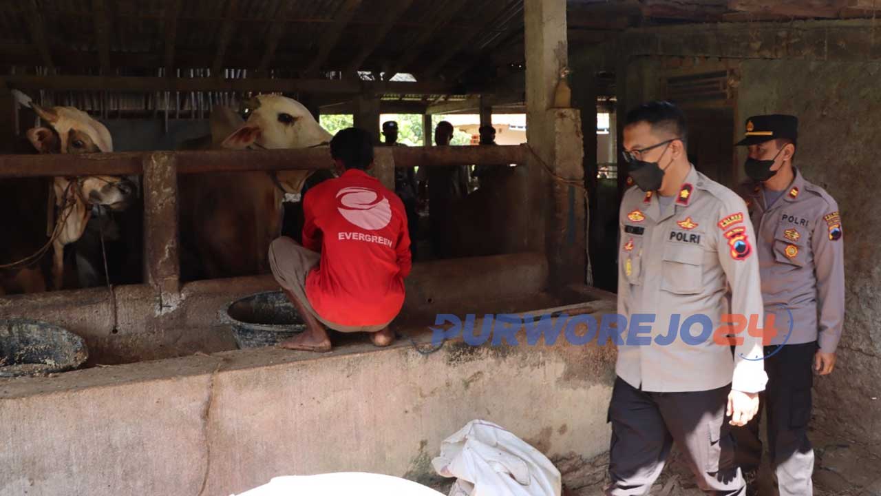 Petugas melakukan pemantauan terhadap kondisi hewan ternak sapi di Purworejo