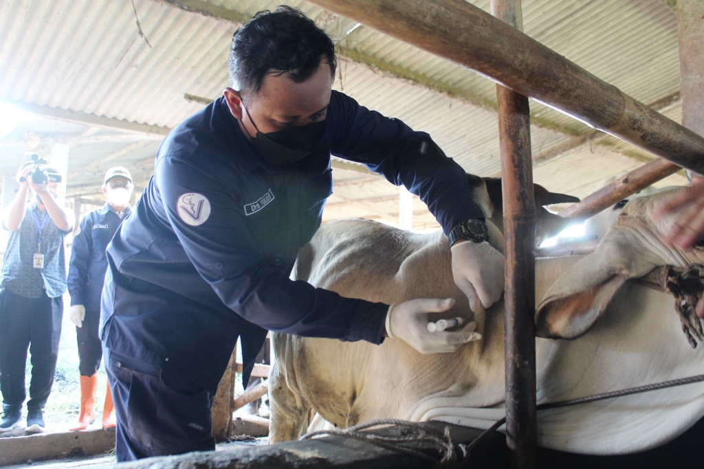 Vaksinasi sapi di Purworejo