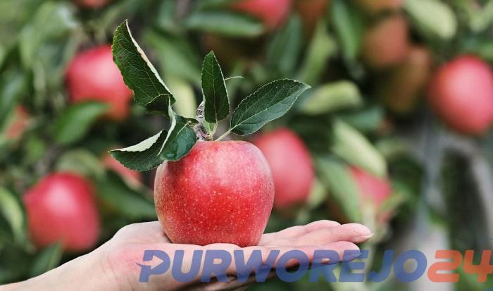 Buah Apple Manfaat
