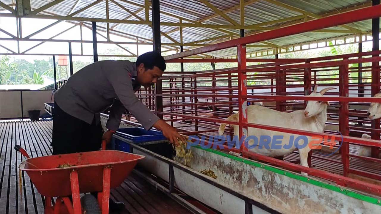 Aiptu Estu Pratomo, Kanit Binmas Polsek Gebang, sukses menjadi pengusaha ternak kambing perah.