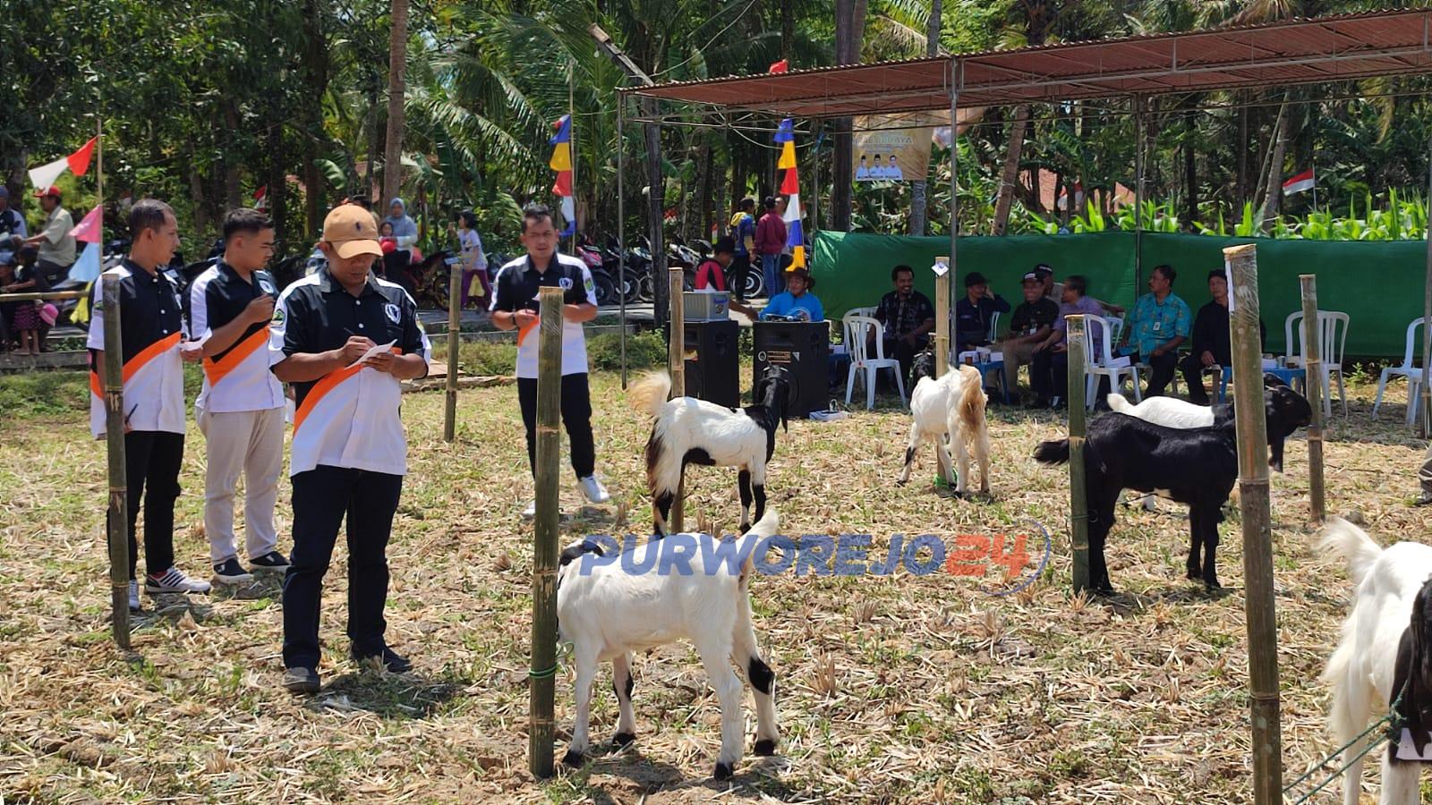 warga Desa Bagelen, Kecamatan Bagelen, menggelar kontes kambing ras Kaligesing