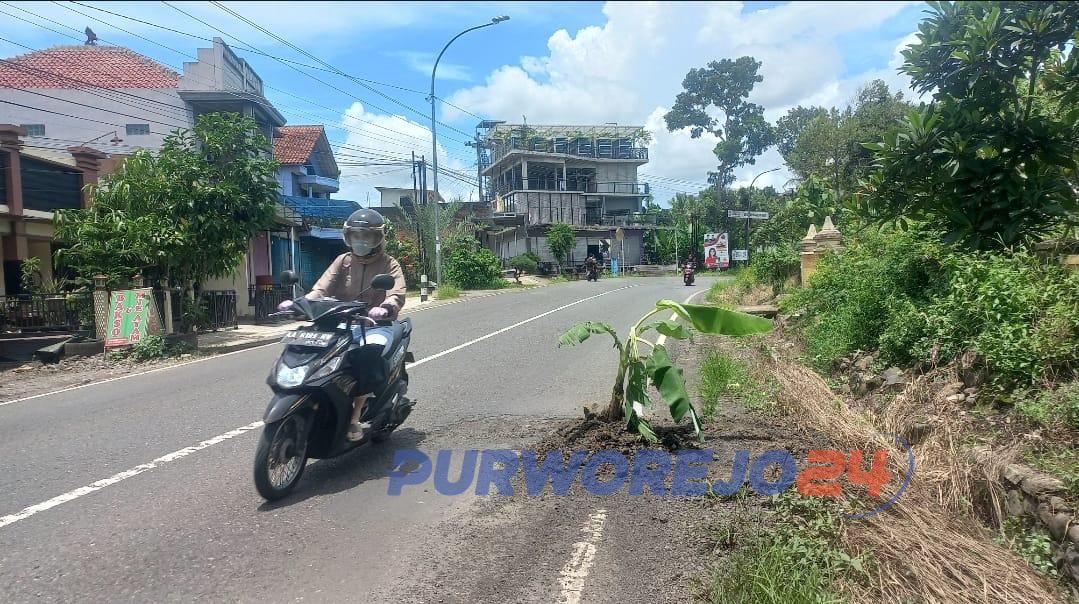 Lubang jalan yang ditanami pohon pisang oleh warga