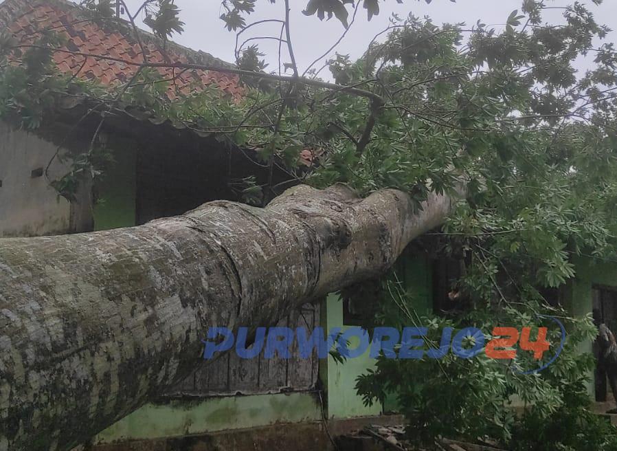 Salah satu pohon besar tumbang dan menimpa rumah warga akibat hujan disertai angin kencang, di Ngaglik, Grabag, Purworejo, pada Sabtu (9/3/2024) siang