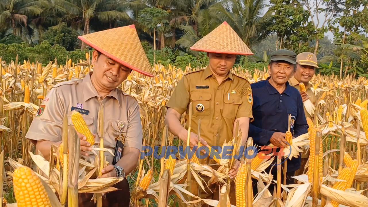 Kepala Desa Kebongunung, Fatah Kusumo Handogo, bersama Camat Loano, Khusairi, saat melaksanakan panen raya jagung dipersawahan Alas Wetan Desa Kebongunung, pada Selasa (14/5/2024)