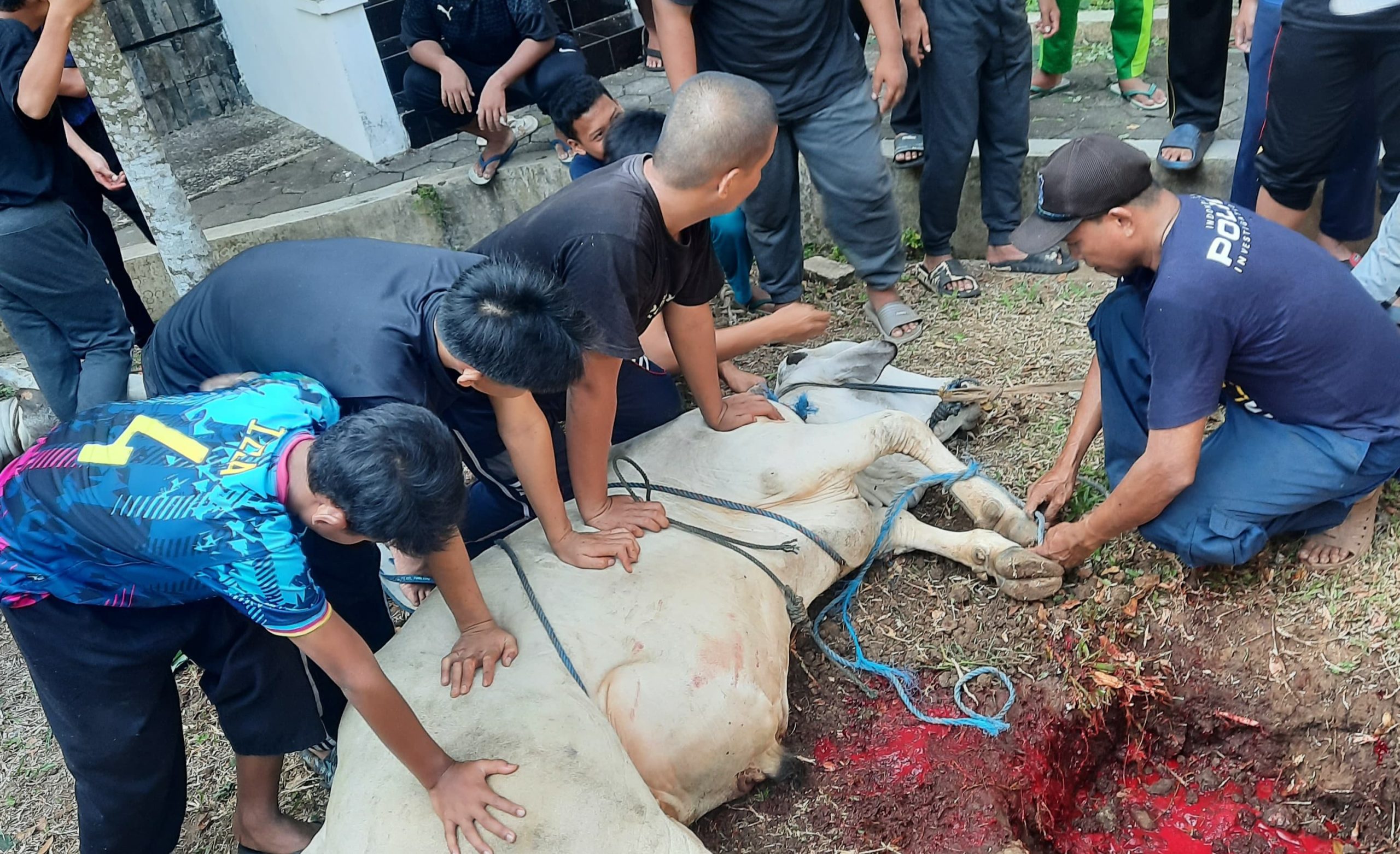 Suasana kegiatan penyembelihan hewan kurban di Darul Hikmah Kutoarjo Islamic School, pada Senin (17/6/2024)