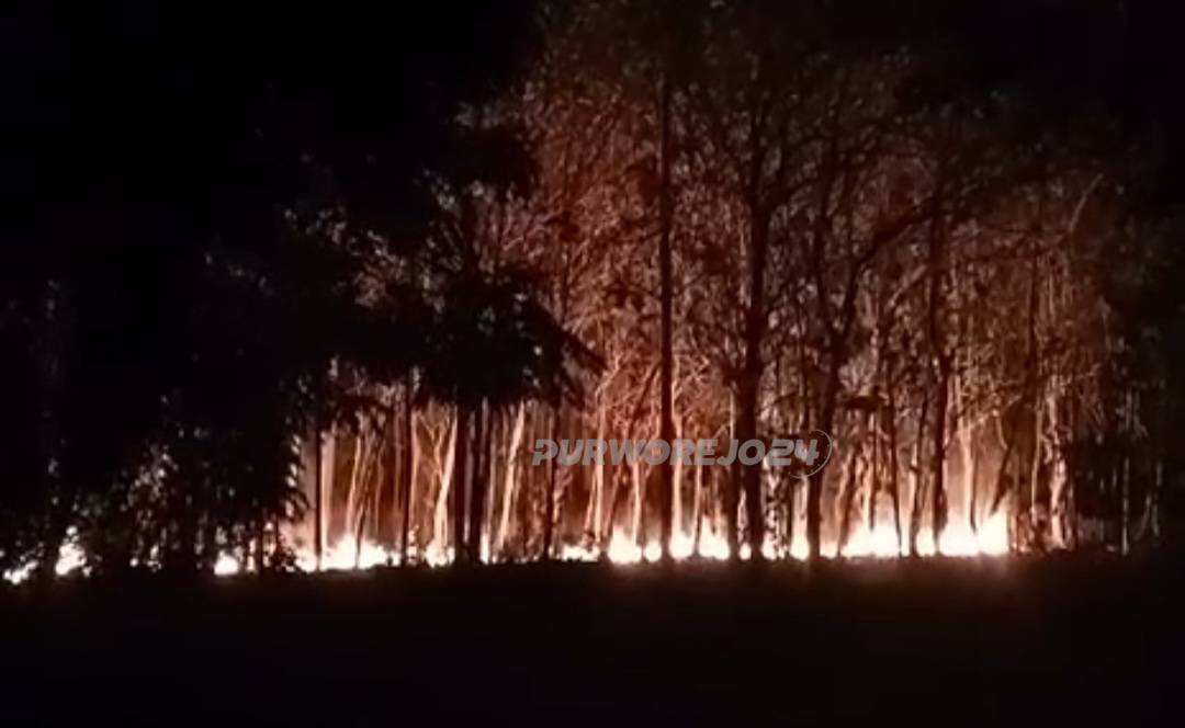 Hutan jati di Desa Kemanukan yang terbakar