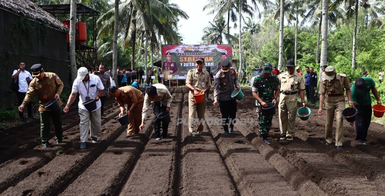 Tanam jagung bersama