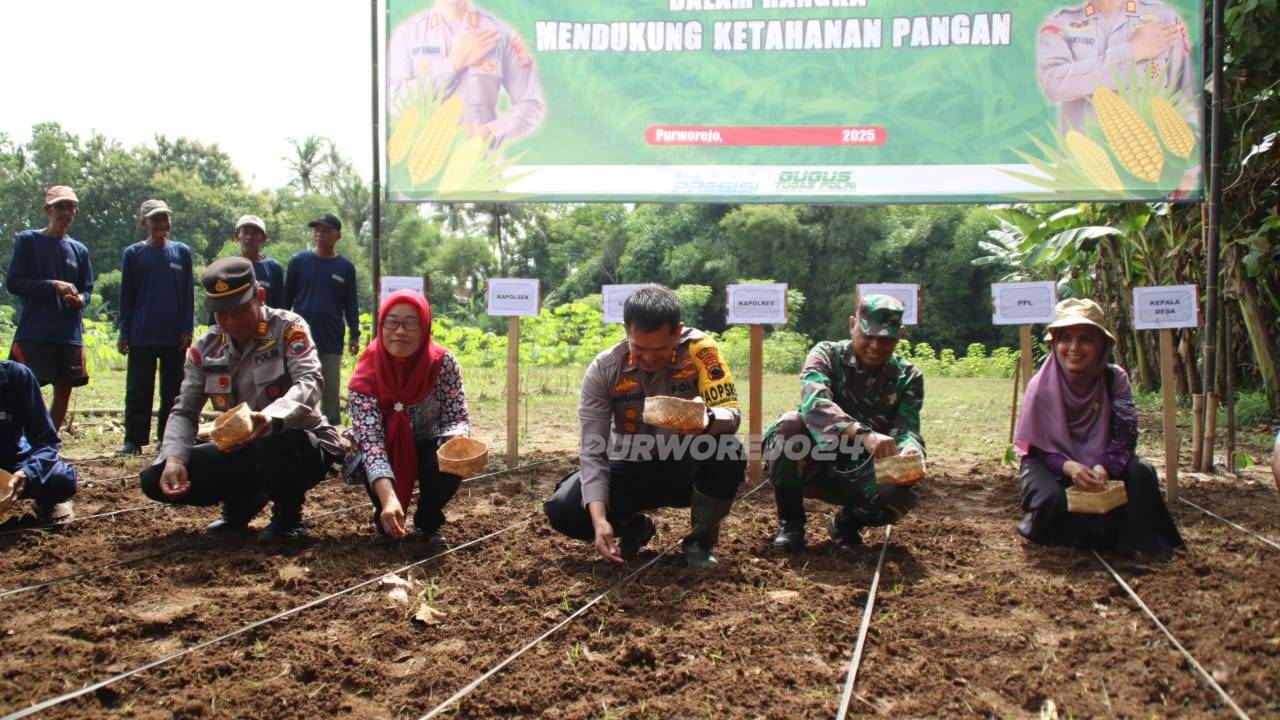 Tanam jagung bersama