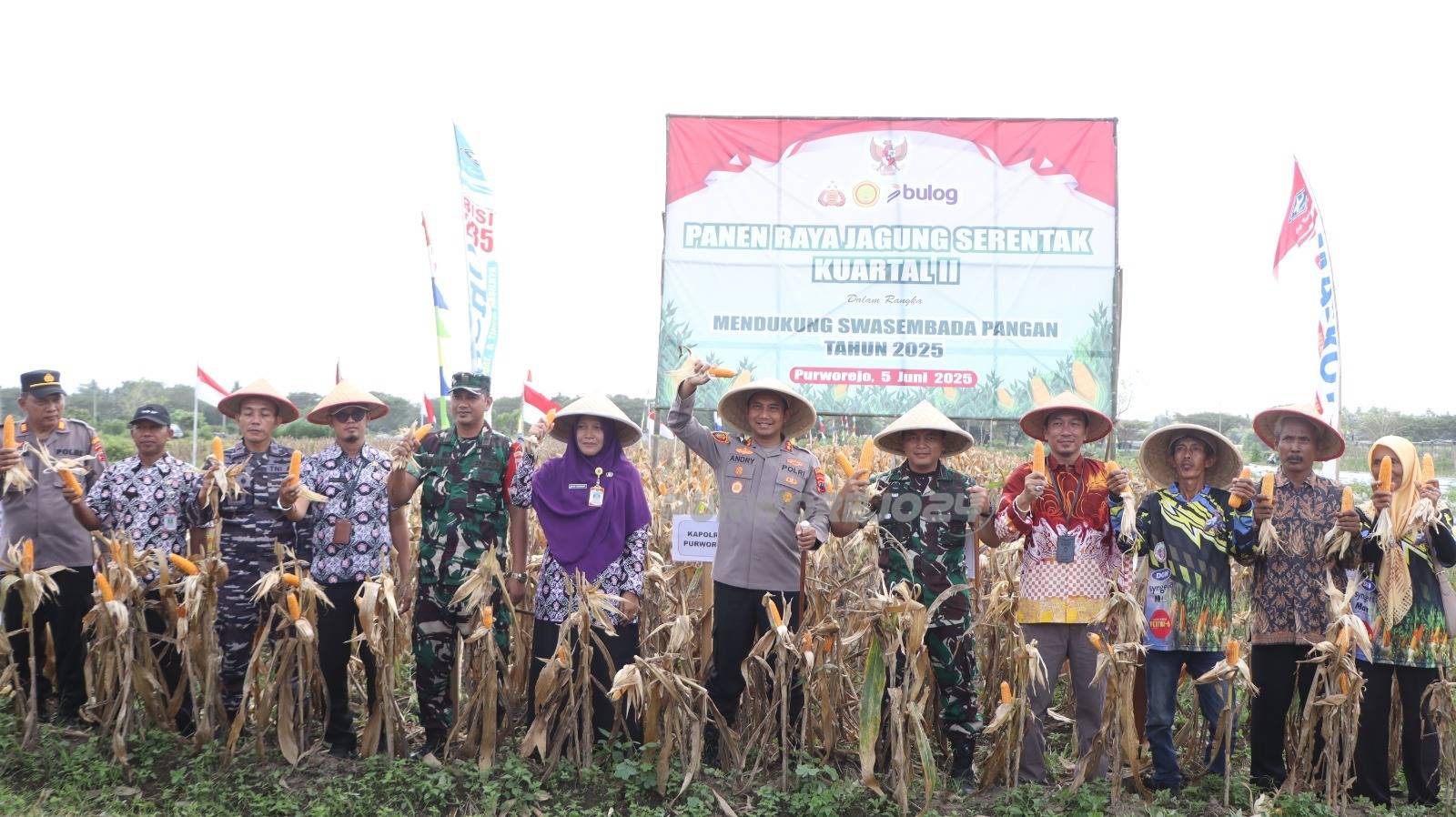 Panen raya jagung