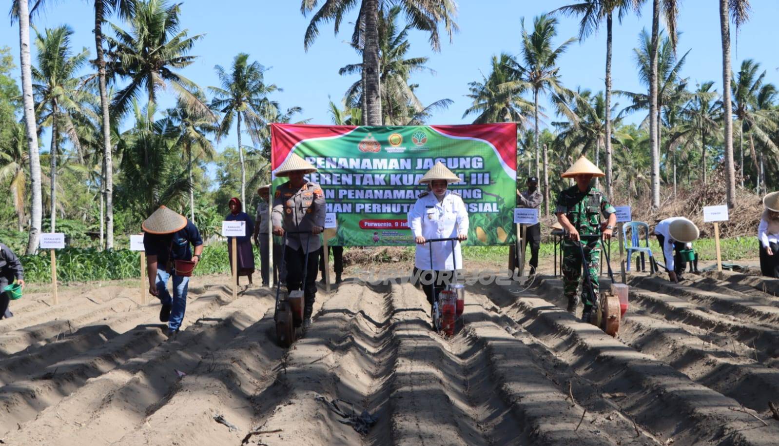 Tanam jagung bersama