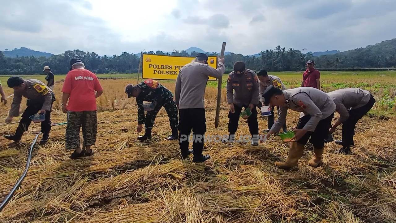 Saat penanaman jagung