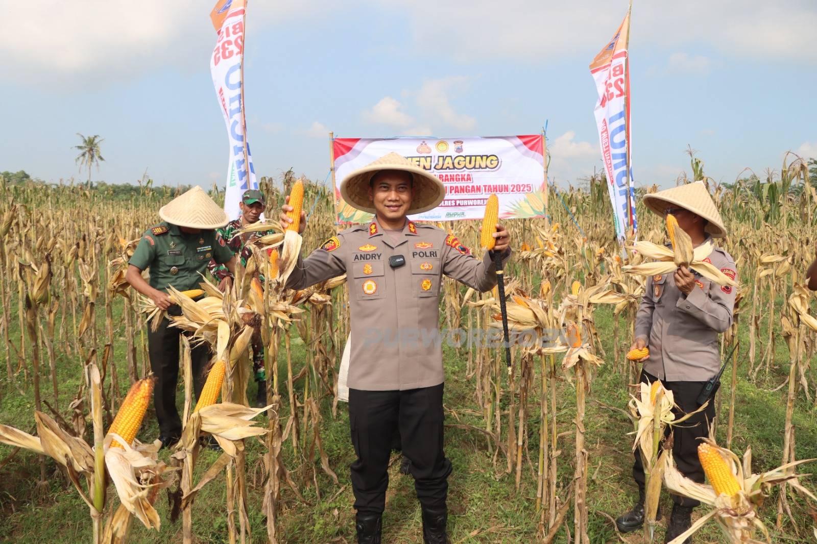 Saat panen jagung