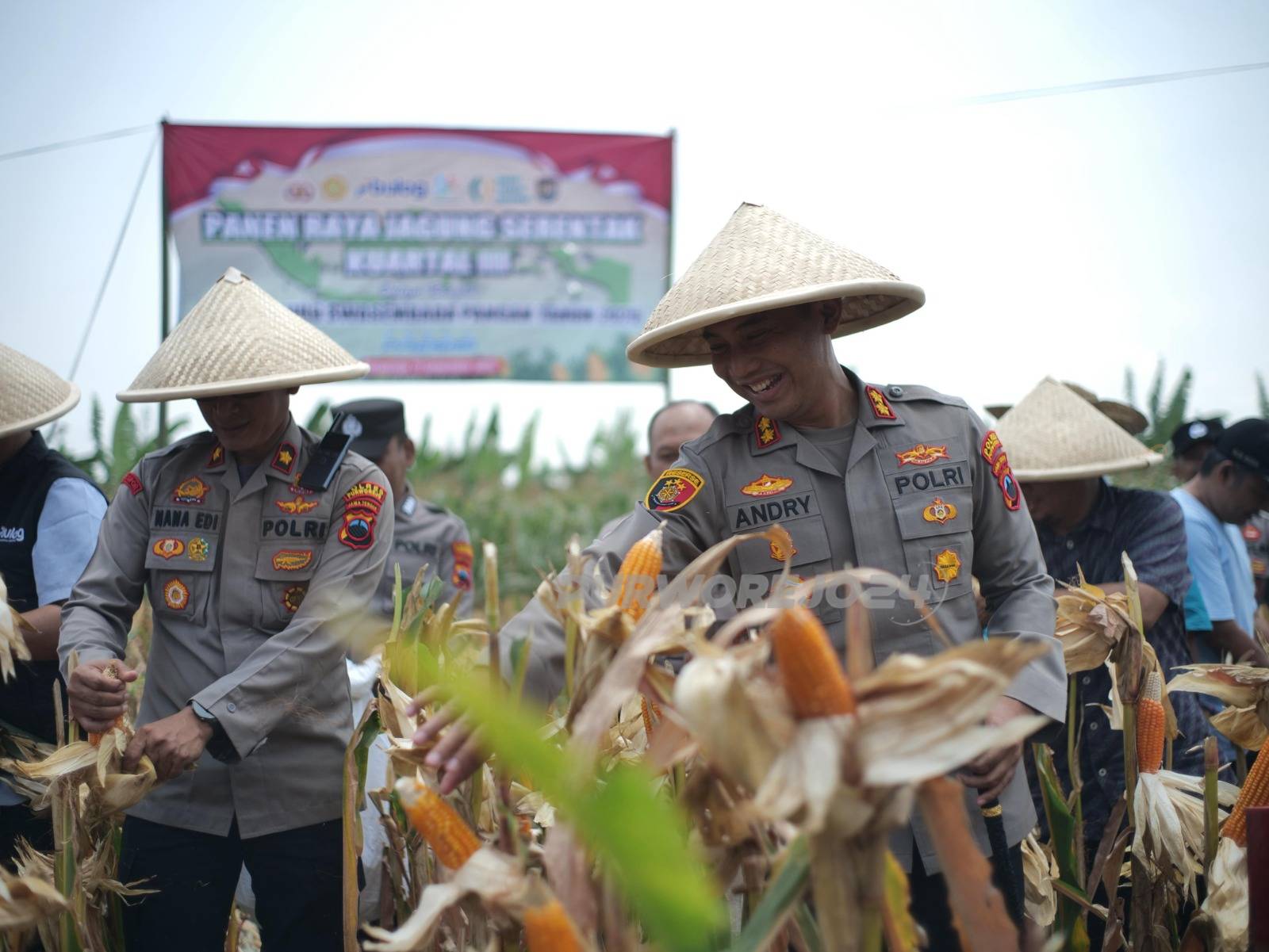 Saat panen raya jagung di Dusun Magelangan, Desa Majir, Kecamatan Kutoarjo, Kabupaten Purworejo, pada Sabtu (27/9/2025).