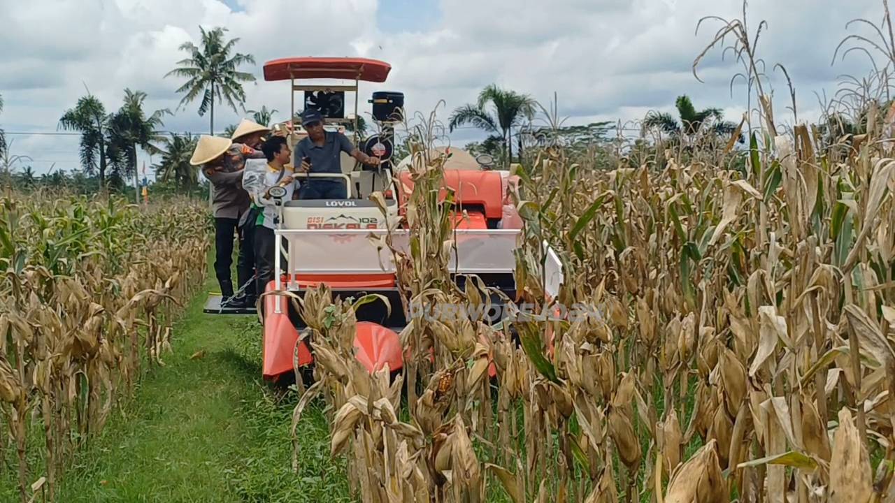 panen jagung perdana menggunakan mesin modern corn harvester atau corn picker