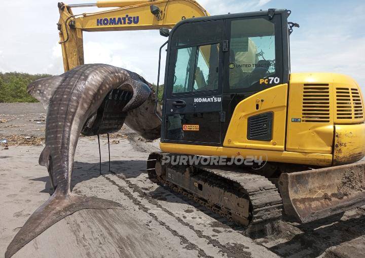 Proses Evakuasi hiu paus Dok PUPR