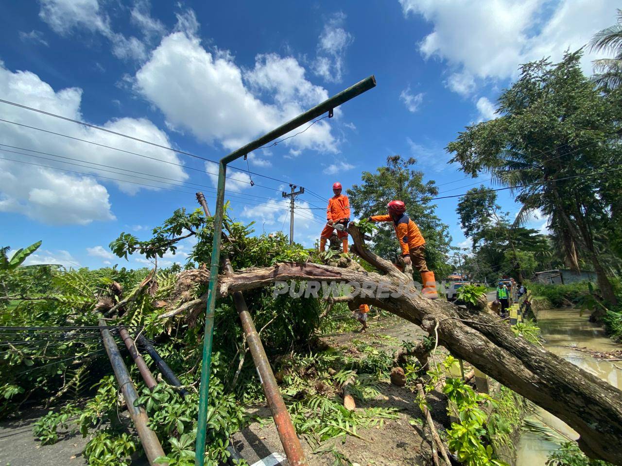 Petugas saat membersihkan pohon tumbang di jalan raya Banyuurip