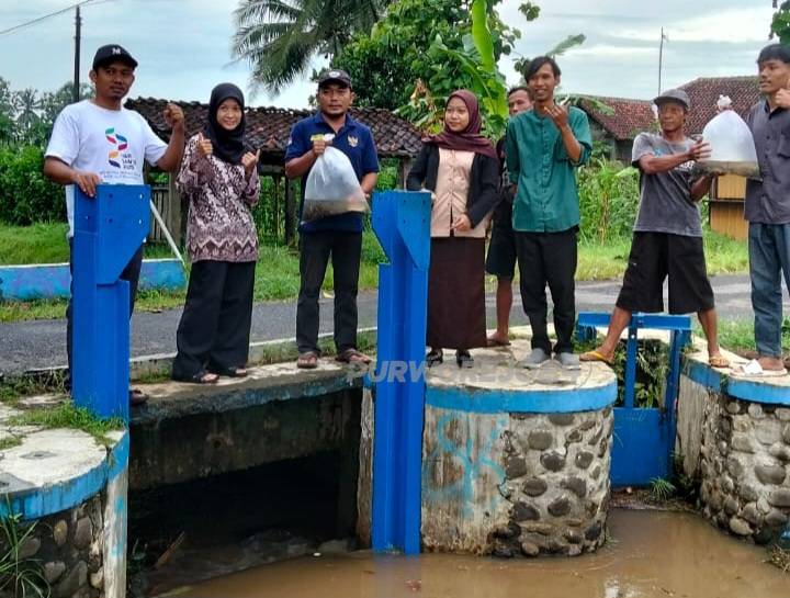 Saat penebaran benih ikam