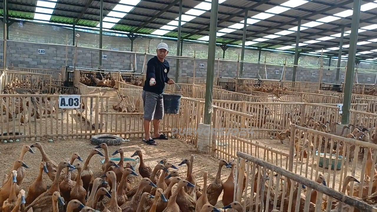 Abdullah saat mengambil telur di kandang bebek yang ia kelola