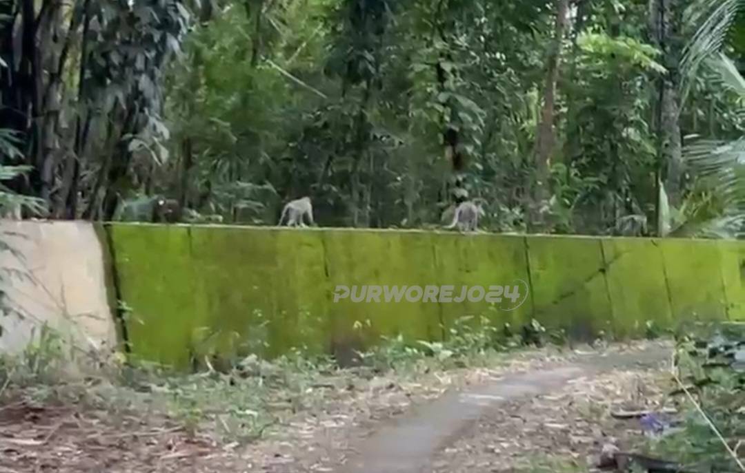 Sejumlah kera tampak di wilayah desa Karangsari