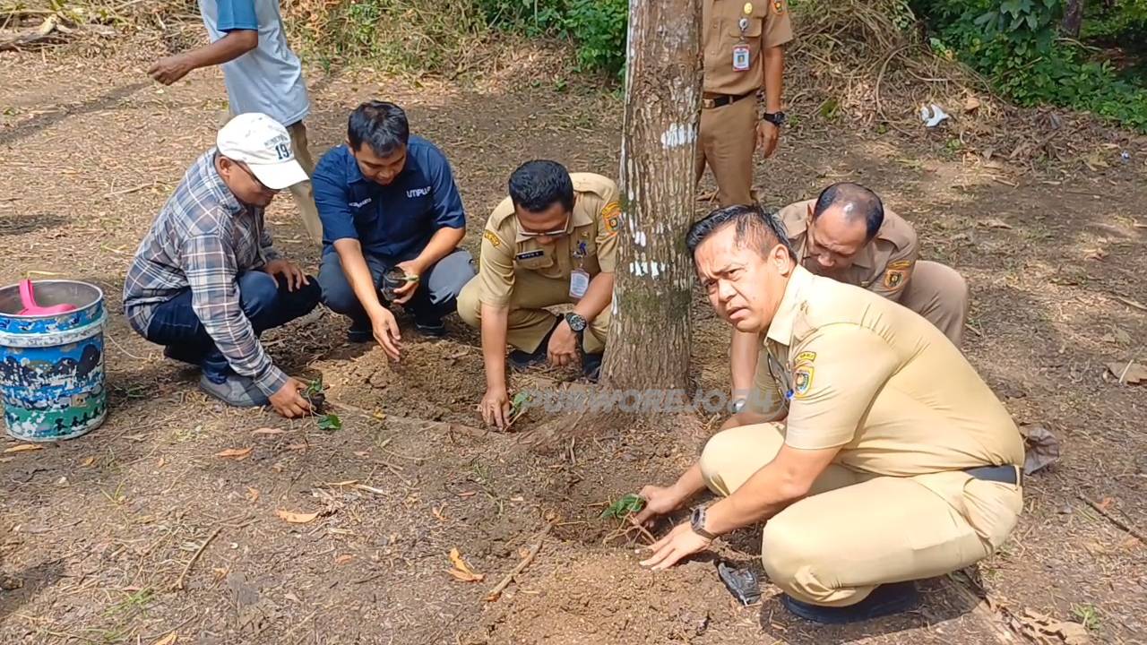 Penanaman pohon cabe jawa