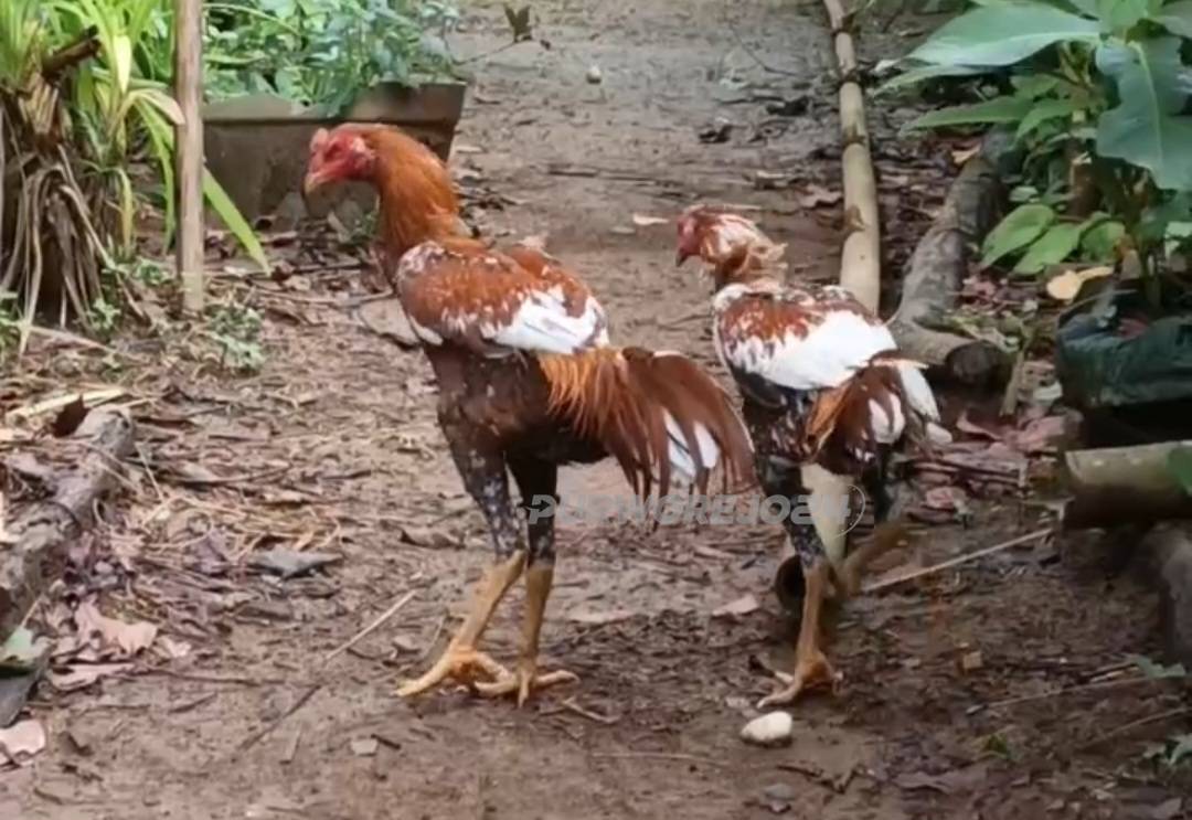 Ayam, unggas yang memiliki potensi terkena flu burung