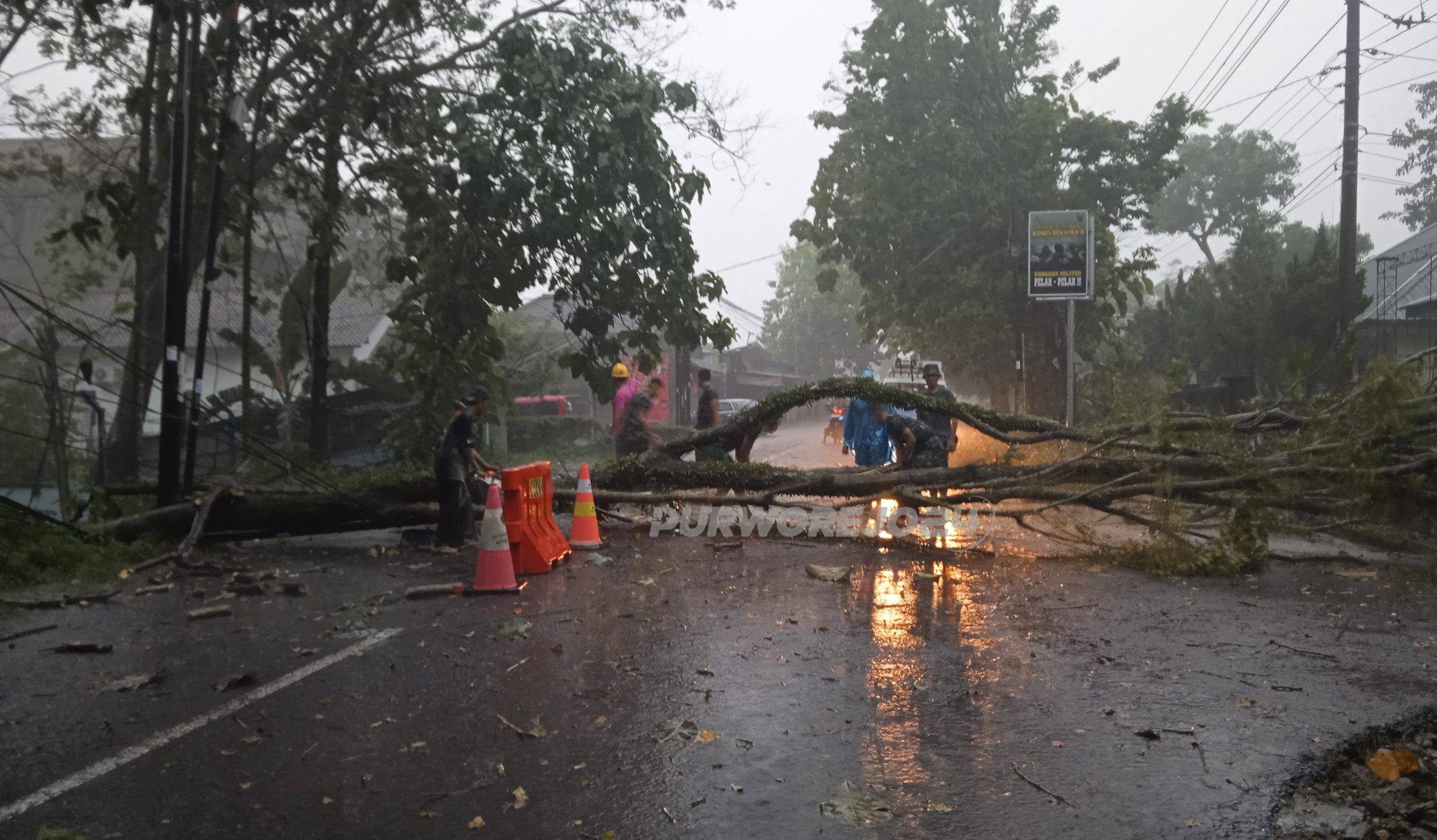 Salah satu pohon yang tumbang melintang dijalan Purworejo - Yogyakarta, dan sudah tertengani