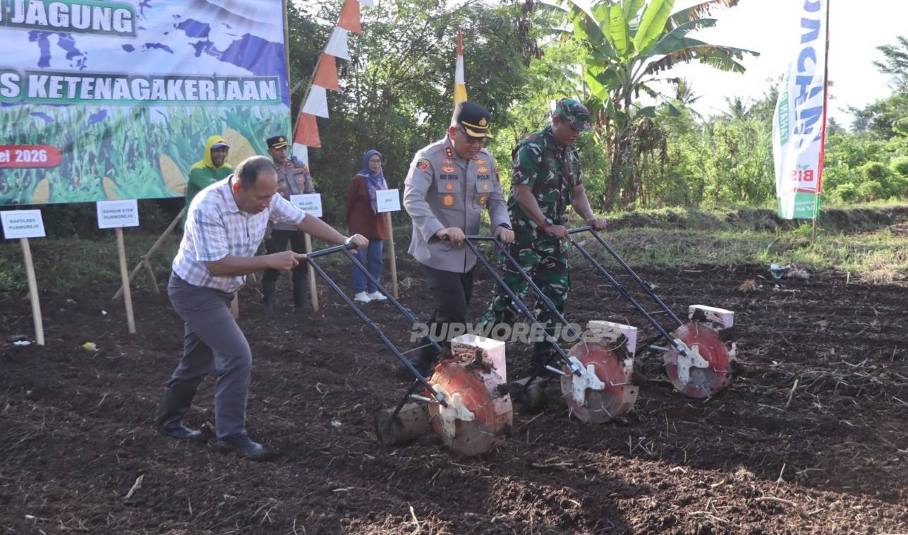 Penanaman jagung di Desa Kalimiru