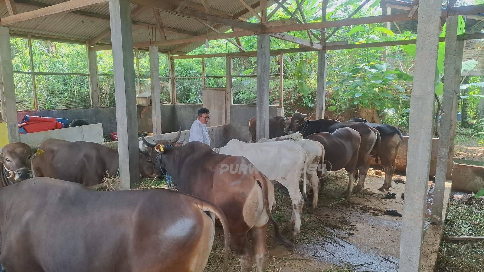 Kandang sapi di Desa Kertosari