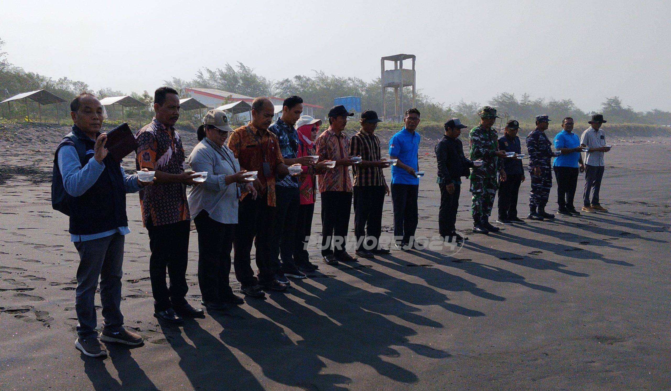 Pelepasan Tukik Penyu Lekang di Pantai Jatimalang